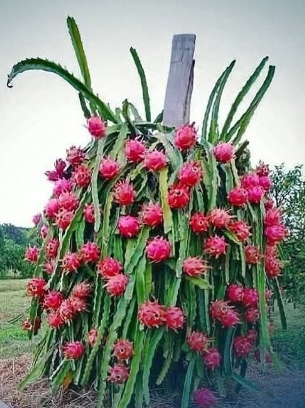 Bigyankhabar
